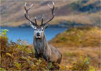 418 - STAG IN LOCH ARKAIG - HARDING RICHARD - united kingdom <div